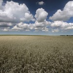 David_Still_Fine_Art_Photography-France-Field-8643 David_Still_Fine_Art_Photography-France-Field-8643