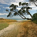David_Still_Fine_Art_Photography-New_Zealand-Beach_Swing-3490 David_Still_Fine_Art_Photography-New_Zealand-Beach_Swing-3490