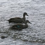 David_Still_Fine_Art_Photography-New_Zealand-Ducks_On_Lake-0239 David_Still_Fine_Art_Photography-New_Zealand-Ducks_On_Lake-0239