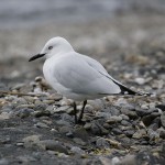 David_Still_Fine_Art_Photography-New_Zealand-Gull-0205 David_Still_Fine_Art_Photography-New_Zealand-Gull-0205