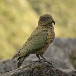 David_Still_Fine_Art_Photography-New_Zealand-Kea-7972 David_Still_Fine_Art_Photography-New_Zealand-Kea-7972