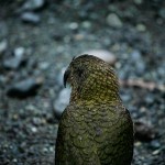 David_Still_Fine_Art_Photography-New_Zealand-Kea-9359 David_Still_Fine_Art_Photography-New_Zealand-Kea-9359