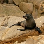 David_Still_Fine_Art_Photography-New_Zealand-Seal-0110 David_Still_Fine_Art_Photography-New_Zealand-Seal-0110