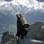 David_Still_Fine_Art_Photography-New_Zealand-Seal-3079 David_Still_Fine_Art_Photography-New_Zealand-Seal-3079