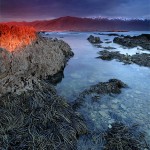 David_Still_Fine_Art_Photography-New_Zealand-Seaweed-0728 David_Still_Fine_Art_Photography-New_Zealand-Seaweed-0728
