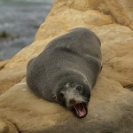 David_Still_Fine_Art_Photography-New_Zealand-Talking_Seal-0123 David_Still_Fine_Art_Photography-New_Zealand-Talking_Seal-0123