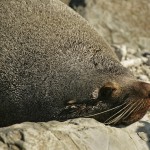 David_Still_Fine_Art_Photography-New_Zealand-Tired_Seal-2979 David_Still_Fine_Art_Photography-New_Zealand-Tired_Seal-2979