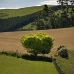 David_Still_Fine_Art_Photography-New_Zealand-Tree-0300 David_Still_Fine_Art_Photography-New_Zealand-Tree-0300