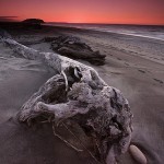 David_Still_Fine_Art_Photography-New_Zealand-driftwood-8460 David_Still_Fine_Art_Photography-New_Zealand-driftwood-8460