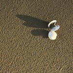 David_Still_Fine_Art_Photography-Shells-3762 David_Still_Fine_Art_Photography-Shells-3762