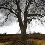 David_Still_Fine_Art_Photography-UK-1717 David_Still_Fine_Art_Photography-UK-1717