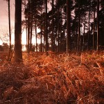 David_Still_Fine_Art_Photography-UK-6363 David_Still_Fine_Art_Photography-UK-6363
